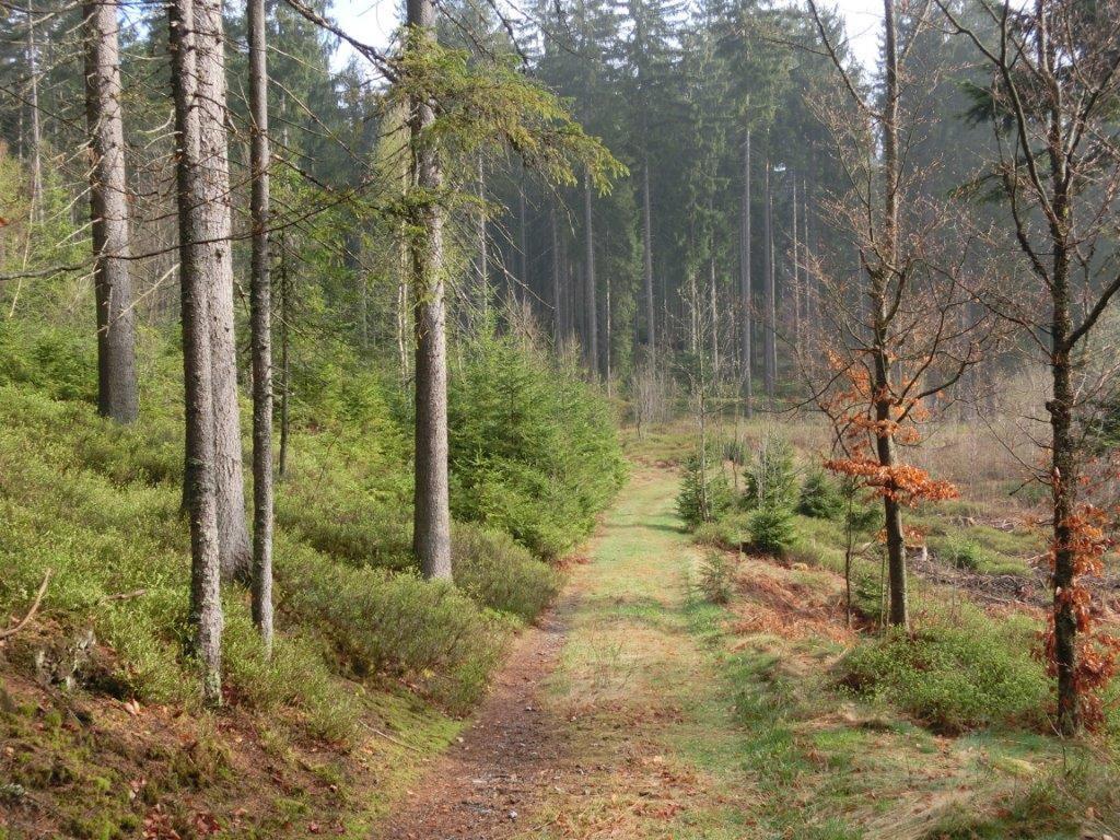 Pension Fohlenhof Frauenau Zewnętrze zdjęcie